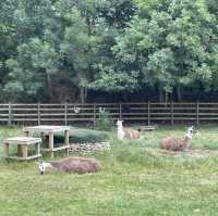 Mudchute Park and Farm: A Slice of Countryside in the City 🐑🦆🐴