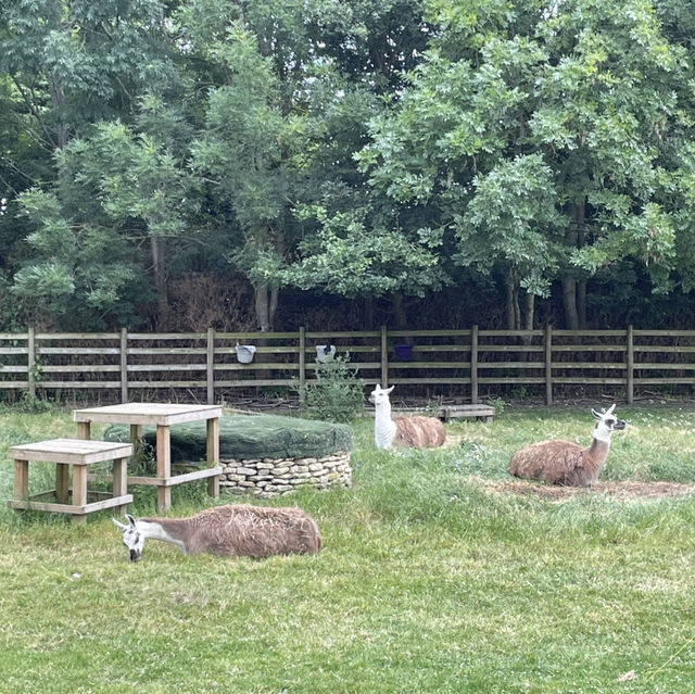 Mudchute Park and Farm: A Slice of Countryside in the City 🐑🦆🐴