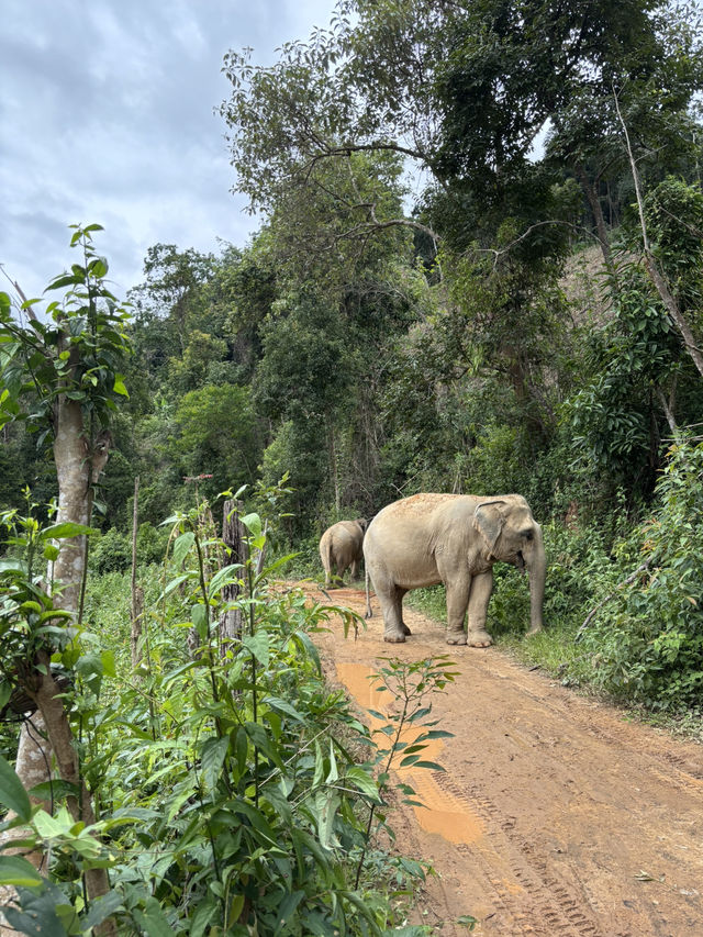 Chaing mai
