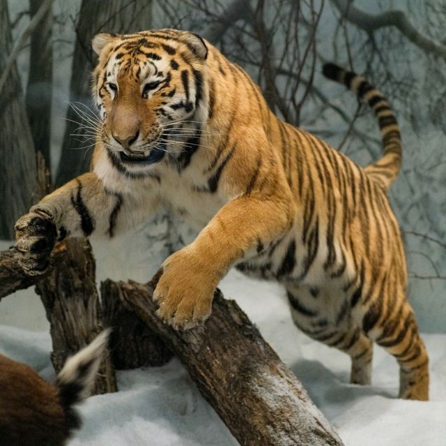 🦖Helsinki Natural History Museum: Finland’s Wonders of Nature 🌿✨