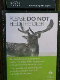 A Peaceful Day Trip to Richmond Park: London’s Countryside Escape 🌳