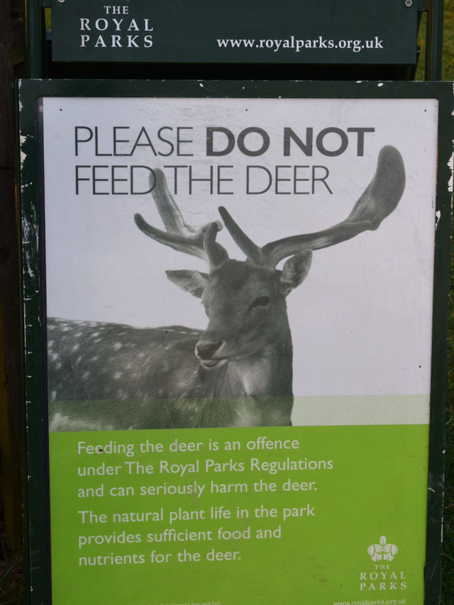 A Peaceful Day Trip to Richmond Park: London’s Countryside Escape 🌳