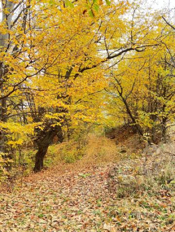 ปิกนิกที่ Tsover 🍂