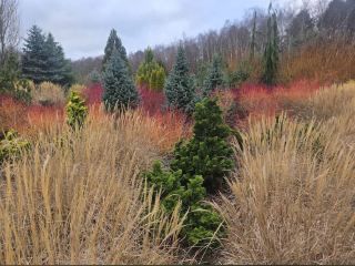 Bedgebury National Pinetum and Forest