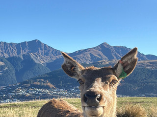 If you’re coming to Queenstown, don’t miss Deer Park Heights 🏔️🐑

A lot of people think it’s just a normal scenic spot,
but it’s actually huge,
and driving through it feels like being inside a movie scene.

📍How to get in?

Just search:
Deer Park Heights Queenstown

It’s recommended to book online one day in advance,
and it costs NZD 75 per car.

When you arrive, there’ll be a gate at the entrance.
After confirming your booking, you can drive in yourself.

It’s a self-drive experience,
and along the way you’ll pass snow mountains, grass fields, lake views,
plus lots of freely roaming animals 🦙

I’d recommend spending at least 2–3 hours here,
because you’ll keep stopping for photos 😂

And the higher you drive,
the crazier the views get.

⚠️ Tips:
· The road is a little steep, but normal cars are fine
· It gets super windy and really cold
· Sunset light is the prettiest
· Definitely bring a jacket

If I could only choose one place in Queenstown,
I’d probably still choose this one. 

#reelsinstagram
#instagramreels
#reelitfeelit
#reelsvideo
#viralreels
#fyp
#explorepage
#trendingreels 