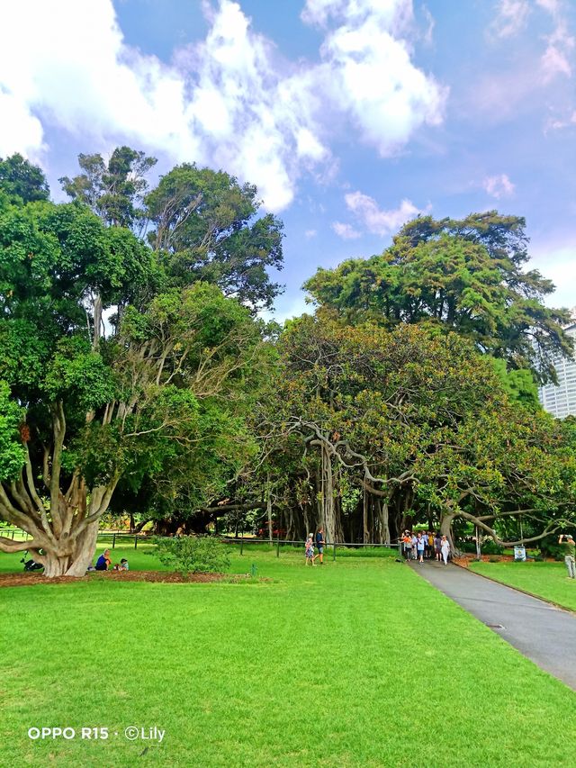 Sydney Royal Botanic Garden