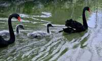 Shangrao City | Healing Swan Lake