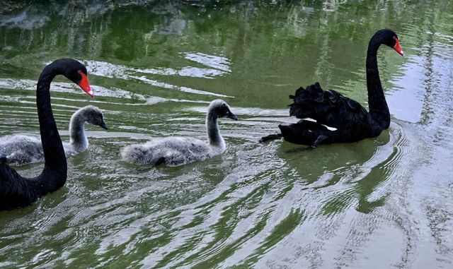 Shangrao City | Healing Swan Lake