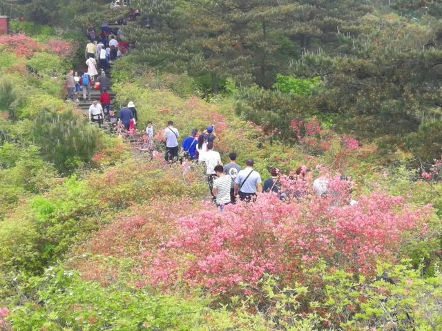 In Ma'cheng, Hubei, the 100,000 mu azalea forest on Guifeng Mountain is in full bloom, and its vast area is unparalleled in China.
