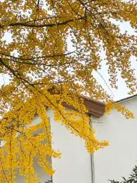 浙江這裡的銀杏也太絕了吧 |靈山塢村