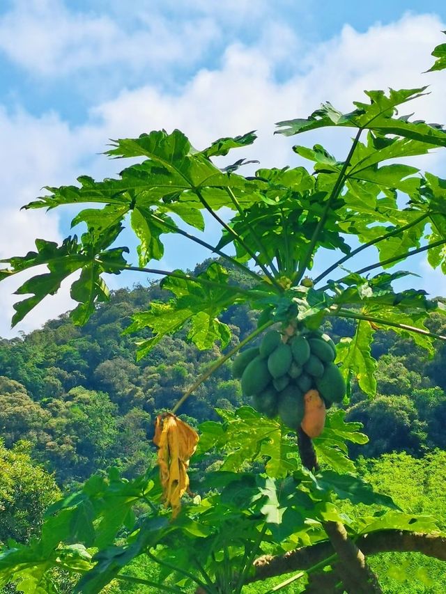 在深圳厭倦CBD喧囂，週末就逃向山野吧！