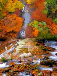光霧山紅葉之旅：感受秋天的視覺盛宴