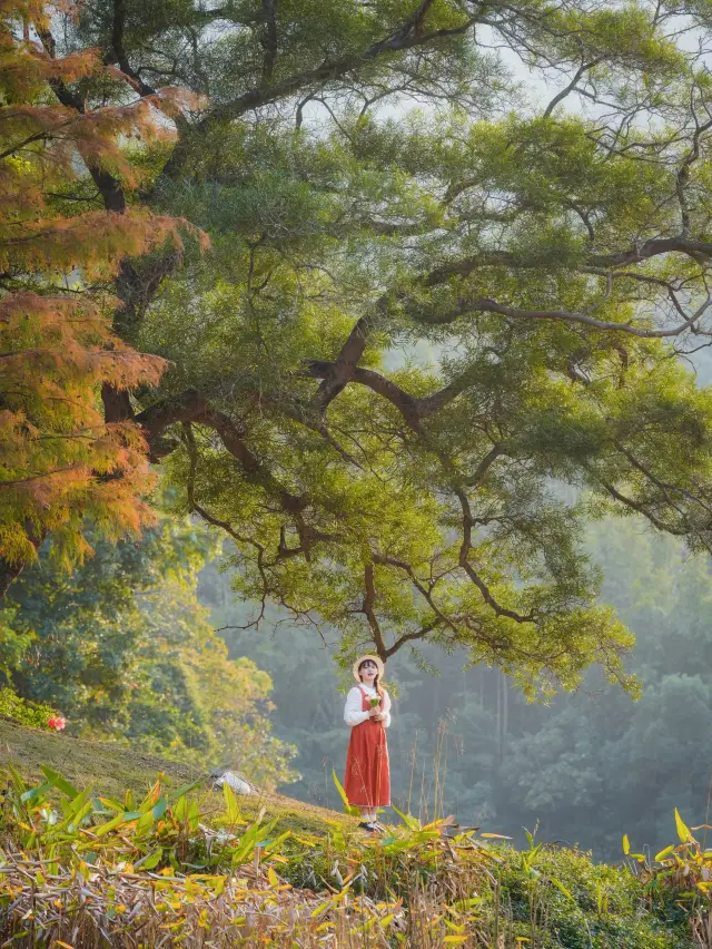 The Metasequoia in Huangpo Cave, Baiyun Mountain, Guangzhou has turned red