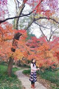 12/6實拍 中山植物園 紅楓崗 拍照機位分享