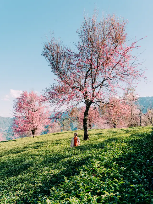 The Wuliang Mountain in Dali in December is the earliest place in China where spring arrives!