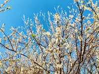 到香雪公園看梅花