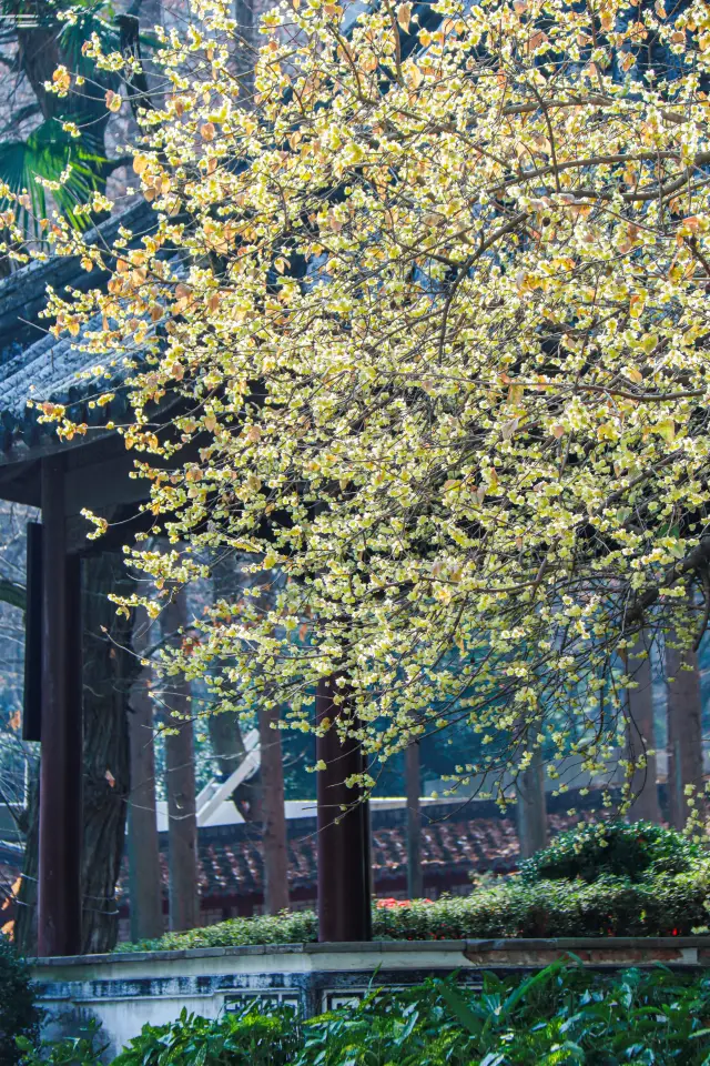 あなたが冬に常熟に来るなら、私はあなたを兴福禅寺に招待し、千年の古寺の禅意蜡梅花を楽しむでしょう