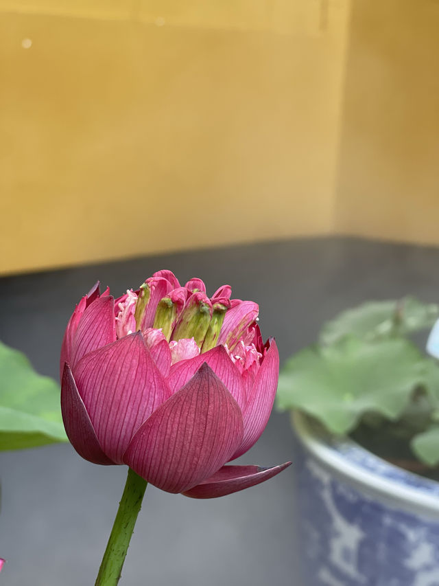 福至心靈