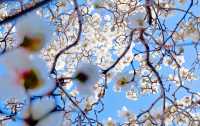 北京賞花地推薦|地壇公園的玉蘭花好美!