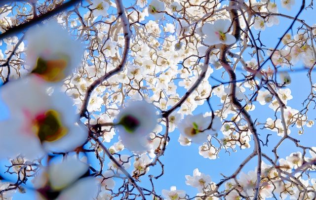 北京賞花地推薦|地壇公園的玉蘭花好美!