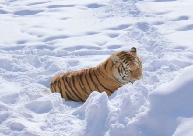 越是艱險越向前：牡丹江“藝術小鎮、林海雪原”歡迎您