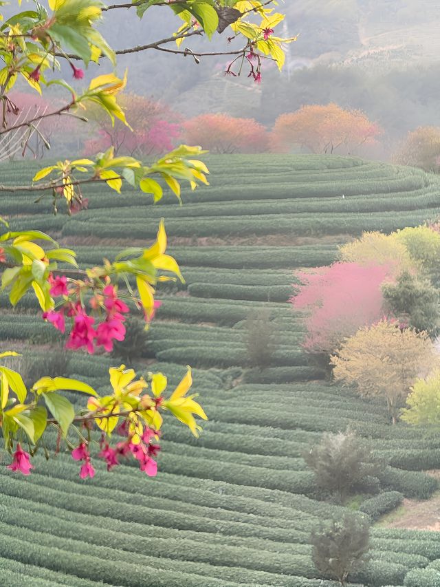 《國家地理》沒騙我福建的櫻花茶園美成畫|||