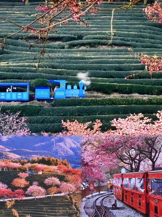 《國家地理》沒騙我，福建的櫻花美成一幅畫