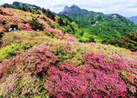 人間四月天，被這座杜鵑山承包了