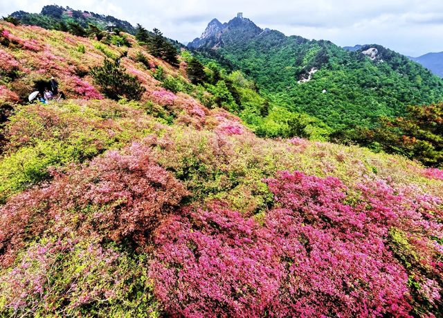 人間四月天，被這座杜鵑山承包了