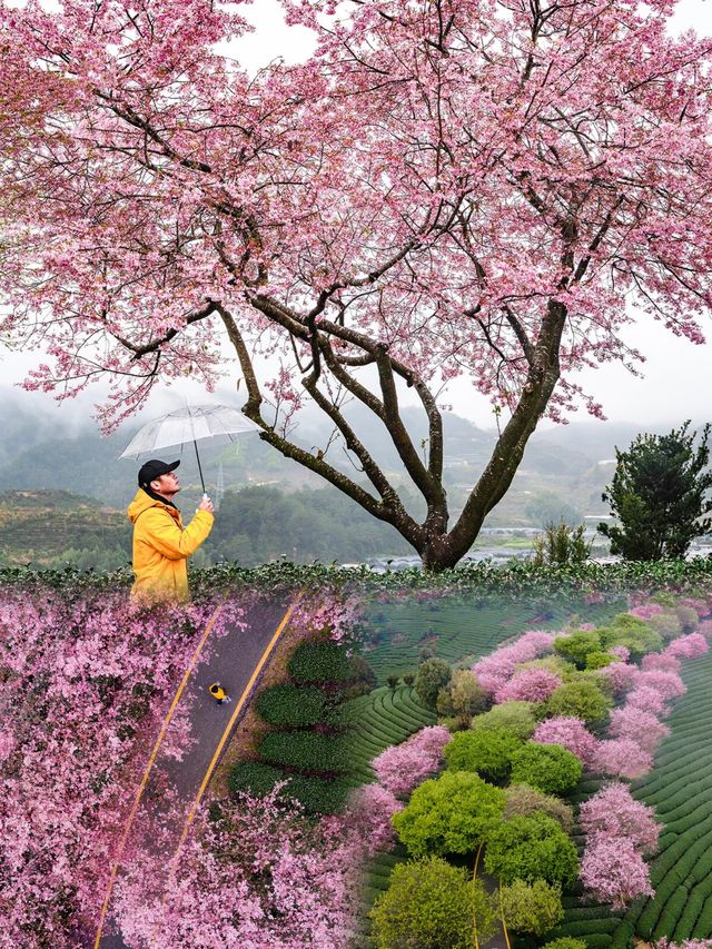 夢開始的地方：福建龍岩永福櫻花茶園