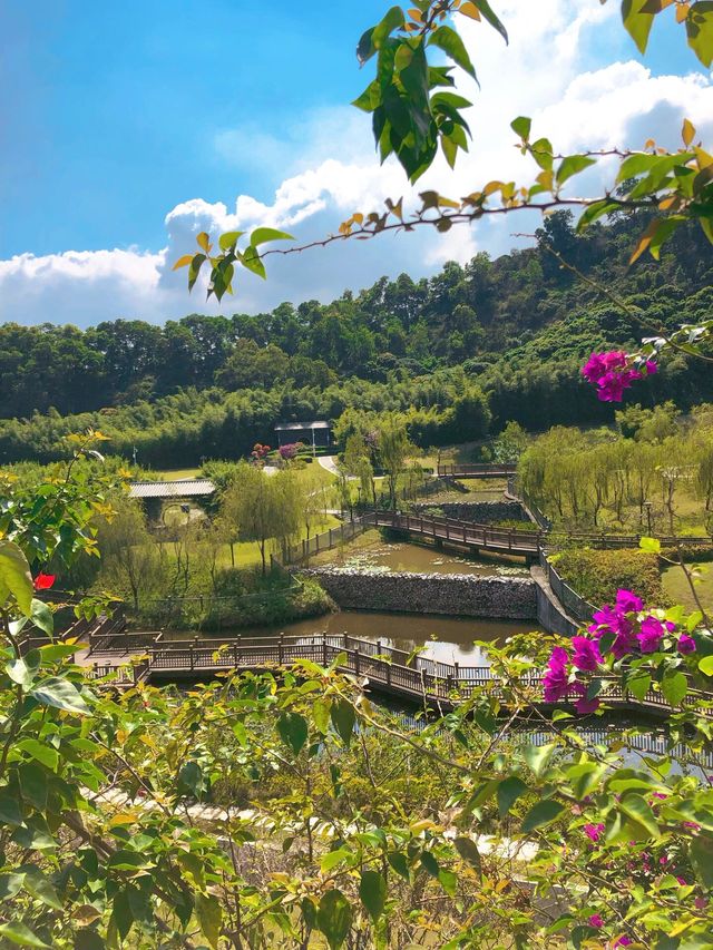 深圳簕杜鹃公園｜隱秘山谷桃源