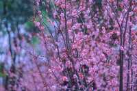 春天來啦！石峰公園後門櫻花園的早櫻已經悄悄盛開