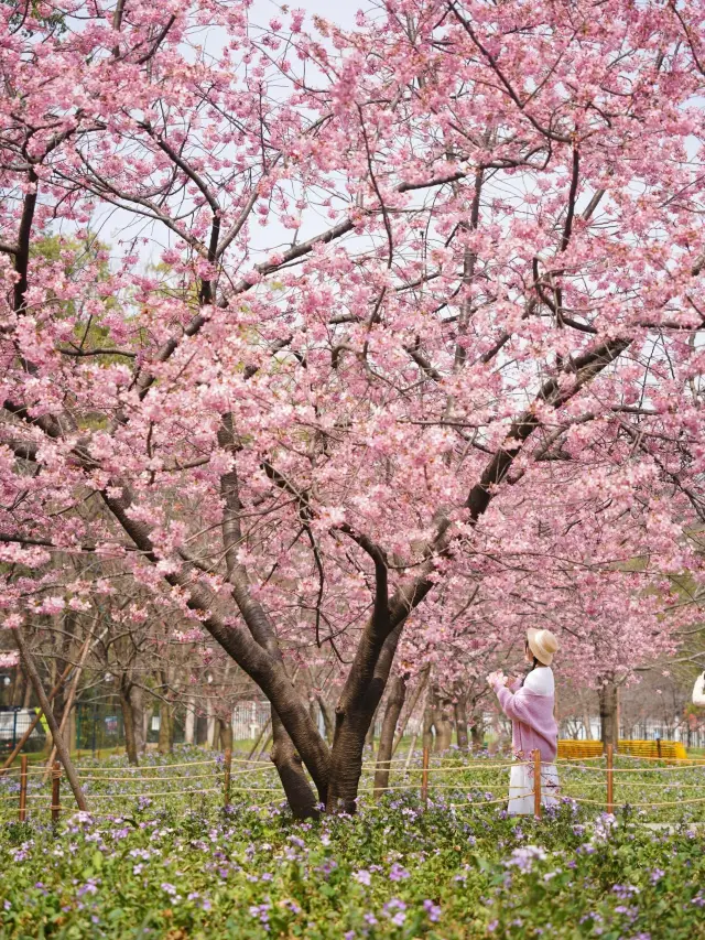 三月的武漢，櫻花將浪漫整個城市，附上賞櫻攻略