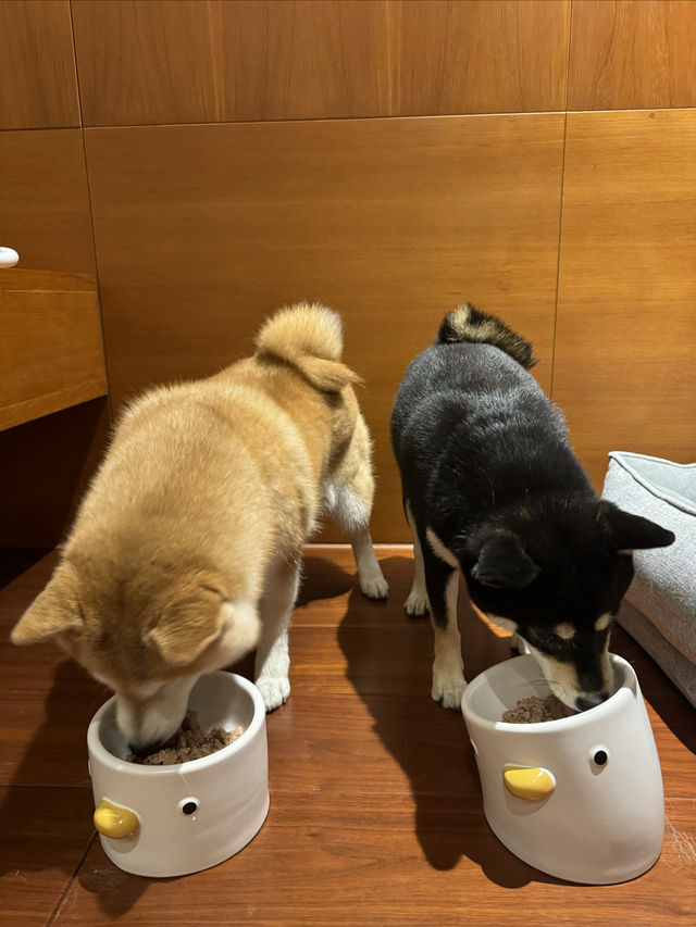 在深圳…帶狗子來個staycation吧！