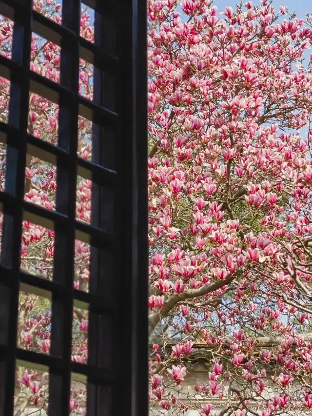 The most beautiful view outside the window~ Magnolias are in full bloom