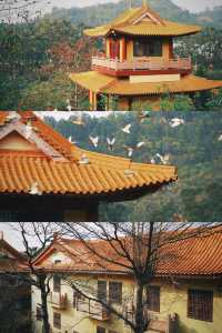 春和景明不僅是禪意遇見寧靜角落 廈門石室禪院