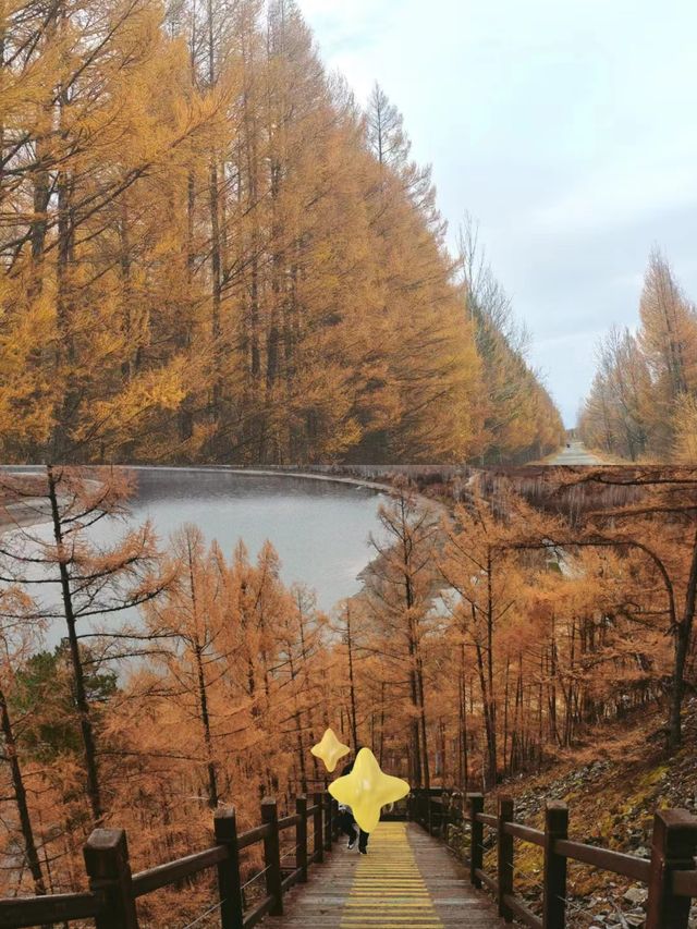 真心建議:9-10月一定要看看漠河的秋天