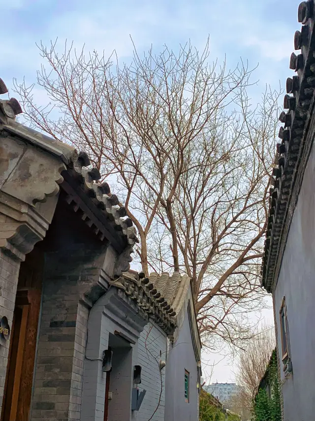 Dongcheng District, Beijing | Come to Sanlihe Park to seek spring and appreciate flowers