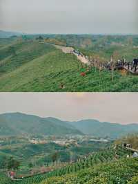 信陽春遊‖清明上春山呀！漫山遍野的青綠