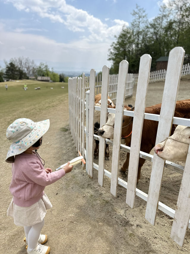 親子打卡｜大理蒼海雲上草原 拍照遛娃寶地
