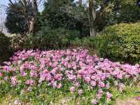 福州沙灘公園賞花行