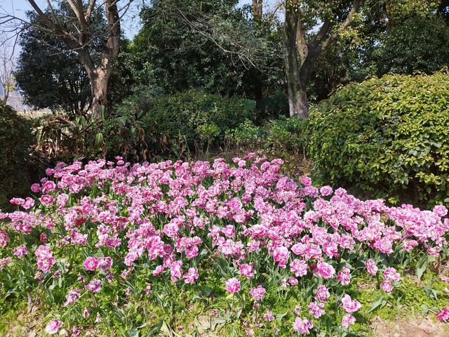 福州沙灘公園賞花行