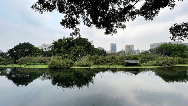 Originally, there are so many egrets in Liuhua Lake Park in Guangzhou ...