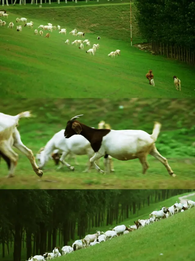 Liaocheng Photo Spot Recommendation | Yellow River Dyke