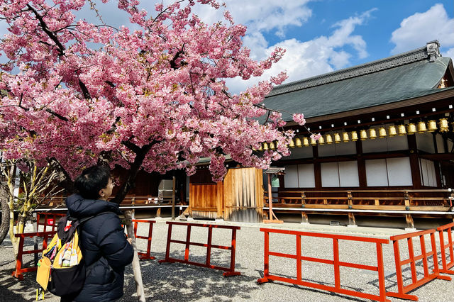 京都東寺也是賞櫻名所之一