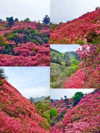 木蘭雲霧山的杜鵑已開！！