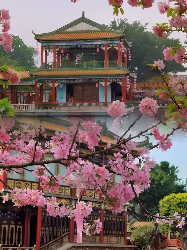 廣州櫻花又盛開啦！錯過再等一年！