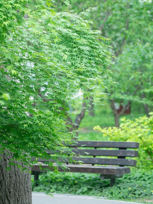 北京旅行|隱秘城市公園 你不可以錯過繡球花