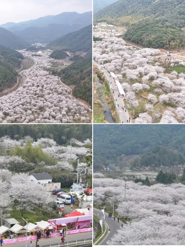 Zhangcun's cherry blossoms are in their prime, making it the go-to destination for spring outings in the Jiangsu, Zhejiang, and Shanghai region