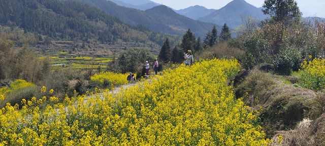 陽春3月有新約！一起去婺源看油菜花哦